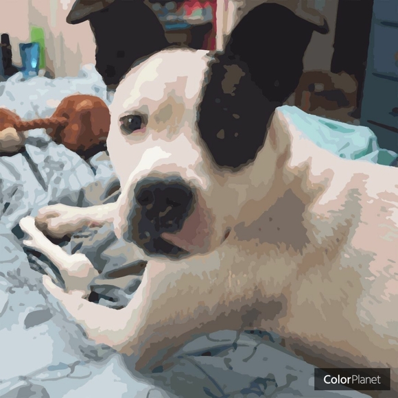 Meet your Posher, Julie - Picture 2 of 8